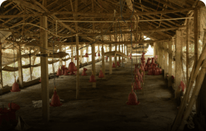 KPC Poultry