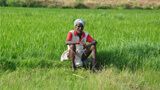 kissan 8