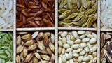 kissan 9